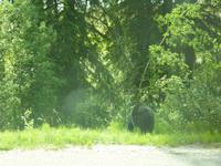 Der 2. Bär gelingt nur von hinten