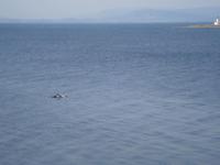 Fort George Delphine 2