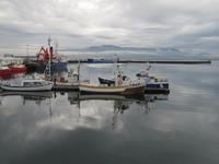 Hafen von Reykjavik