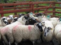 Bei Schäfer Kissane