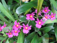 Blütenpracht in der Orchid Foundation