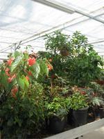 Gewächshaus Le Havre