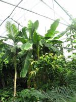 Gewächshaus Le Havre