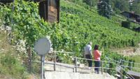 Weinreben über Martigny/_Wallis