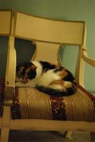 Petersburg_Peter_und_Paul_Kathedrale (6)