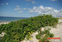 kurische_Nehrung_OstseedÃŒne (2)