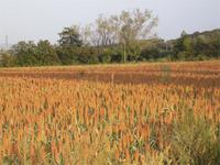 Hirsefeld bei Valence