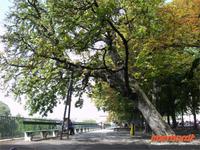 Die Frühlingskastanie in Genf