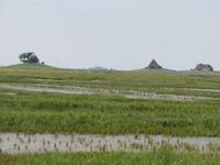 auf der Hallig Nordstrandischmoor