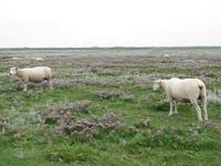 auf der Hallig Nordstrandischmoor