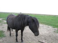 auf der Hallig Nordstrandischmoor