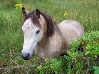 Connemara Pony