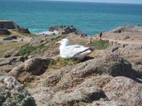 am Leuchtturm Corbiere mit Möwe