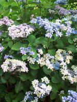 herrliche Hortensien