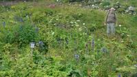 im Alpengarten Schynigge Platte 