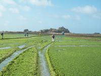 Wanderung zum Elizabeth Castle