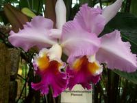 Eric Young Orchid Foundaion