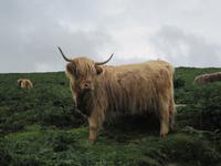 Begegnung im Dartmoor