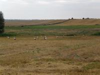 Störche im Baltikum