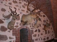 Präparierte Tierköpfe