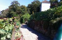 15_Weinberg am Montmartre