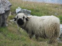 Zermatt - Wanderung auf dem Blumenweg von Blauherd nach Sunnegga - Schwarznasenschaf