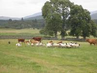 Beim Schäfer in Kincraig