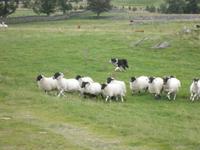 Beim Schäfer in Kincraig