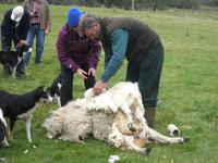 Beim Schäfer in Kincraig