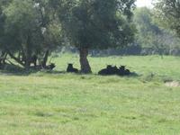 Stiere der Camargue