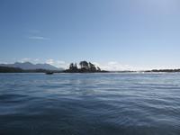 Tofino - Whale Watching