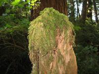 Maquinna Provicial Park