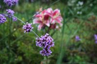 Garten von Lady Guthrie