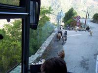 Bergziegen haben Vorfahrt