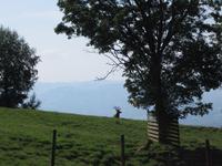 Wildpark auf dem Pfänder