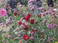 Blumenwiese Floriade