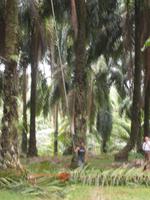 Ernte in der Palmöl-Plantage