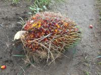 der gewaltige Fruchtstand der Ölpalme