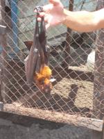 Junger fliegender Hund