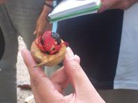 Muskatnuss und -blüte im Gewürzgarten