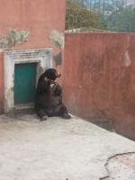 Kragenbär im Bukittinggi-Zoo