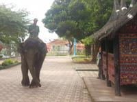 Elefant im Zoo