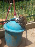 Affe trinkt Kaffee ?