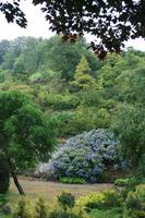 Hortensienwald im Garten von Lady Guthrie
