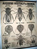 Bienenmuseum