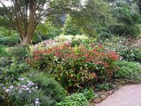 Killerton Garden- Devon