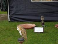 Eulen sind ein unverzichtbares Element bei einer Harry-Potter-Reise