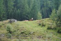im Ultental