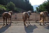 Auf dem Haflinger Gestüt