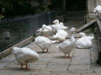 13 Gänse in der Kathedrale